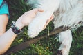 Friendship between human and animal, dog give woman paw, handshake. Hipster girl, her pet - Best friend forever. Concept