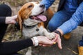 Friendship between human and dog beagle - shaking hand and paw Royalty Free Stock Photo