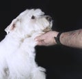 Friendship Human vs Dog. Dog paw and human hand are doing handshake black background Royalty Free Stock Photo