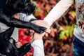 Friendship between human and dog - shaking hand Royalty Free Stock Photo