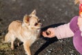 Friendship between human and small dog, shaking hand and paw Royalty Free Stock Photo