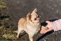 Friendship between human and small dog, shaking hand and paw Royalty Free Stock Photo