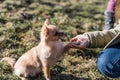 Friendship between human and small dog, shaking hand and paw Royalty Free Stock Photo