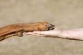 Friendship Human vs Dog Royalty Free Stock Photo