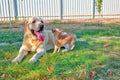 Friendship between Labrador Retriever and Chihuahua.