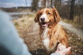 Dog giving paw his owner Royalty Free Stock Photo