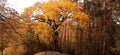 Friendship of Maple and pine trees in autumn