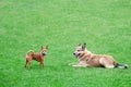 Friendship of small and large dogs, copy space. Homeless and thoroughbred little dog toy terrier Royalty Free Stock Photo