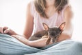 Trusting, devotion. Little toy-terrier dog sleeping on girl`s hand