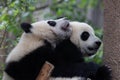 Friendship of two pandas, Chengdu Panda Base, Chengdu, China