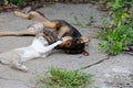 Friendships different animals,Dog and cat playing together Royalty Free Stock Photo