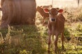 Friesen dairy cow calf standing in grass Royalty Free Stock Photo