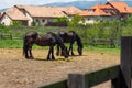 Friesian black horse