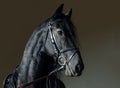 Friesian black horse portrait in a dark stable Royalty Free Stock Photo