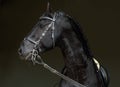 Friesian black horse portrait in a dark stable Royalty Free Stock Photo