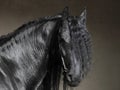Friesian black horse portrait on dark background Royalty Free Stock Photo