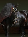 Friesian black horse portrait in a dark stable Royalty Free Stock Photo