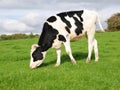 Friesian Calf Royalty Free Stock Photo