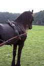 Friesian carriage horse