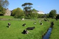 Friesian cattle in field at Bay Horse, Lancashire Royalty Free Stock Photo