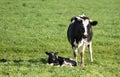 Friesian Cow Calf Royalty Free Stock Photo