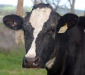 Friesian cow portrait in a paddock Royalty Free Stock Photo