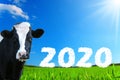 Friesian cow that wishes a good 2020 to all farmers and farmers