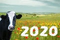 Cow that wishes a happy 2020 to all farmers and farmers