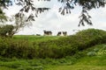 Friesian cows in english green fields Royalty Free Stock Photo