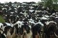 Friesian cows heading for milking create a sea of black and white