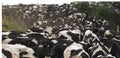 Friesian cows heading for milking create a sea of black and white