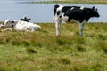 Friesian Holstein cows Royalty Free Stock Photo