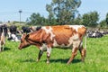 Friesian holstein dairy cow on green grass Royalty Free Stock Photo