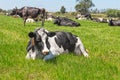 Friesian holstein dairy cow lying on green grass Royalty Free Stock Photo