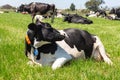 Friesian holstein dairy cow lying on green grass Royalty Free Stock Photo