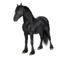 Friesian horse