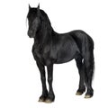 Friesian horse Royalty Free Stock Photo