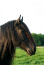 Friesian horse Royalty Free Stock Photo