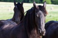 Friesian Horse Royalty Free Stock Photo