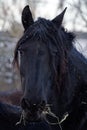 Friesian Horse Royalty Free Stock Photo