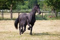 Friesian horse with foal running in the paddock Royalty Free Stock Photo