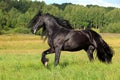 Friesian horse galloping across a green meadow Royalty Free Stock Photo