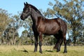 Friesian horse gelding