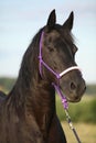 Friesian horse with halter in sunset Royalty Free Stock Photo