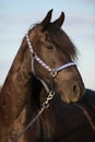 Friesian horse with halter in sunset Royalty Free Stock Photo
