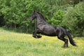 Friesian horse jumping in yellow flowers on pasturage