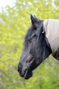 Friesian horse portrait Royalty Free Stock Photo