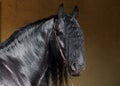 Friesian horse portrait in a dark stable with hair lighting Royalty Free Stock Photo