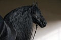 Friesian horse portrait in a dark stable Royalty Free Stock Photo