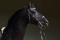 Friesian horse portrait in a dark stable with hair lighting Royalty Free Stock Photo